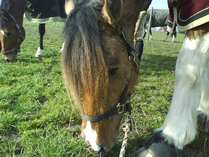 Anden særlig race Sean Connery*kommet hjem* - ude og spise græs:) billede 2