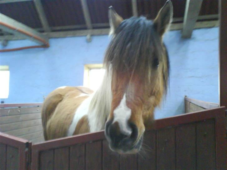 Anden særlig race Sean Connery*kommet hjem* - bare i stalden :) billede 3