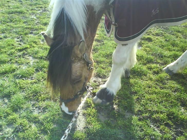 Anden særlig race Sean Connery*kommet hjem* - Lige ude og spise græs efter en hård ridetur:) billede 4