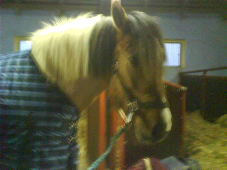 Anden særlig race Sean Connery*kommet hjem* - lige blevet færdig me a blive klippet :) billede 5