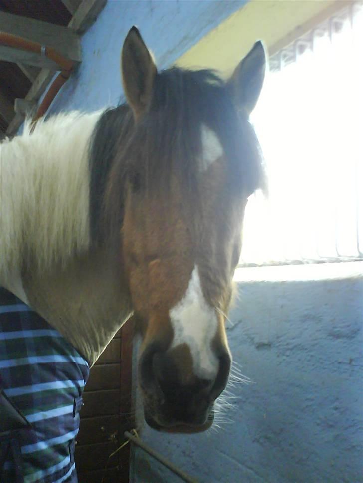 Anden særlig race Sean Connery*kommet hjem* billede 6