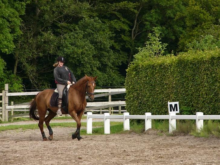 Dansk Varmblod Rowina - En dejlig dag, på udebane billede 12