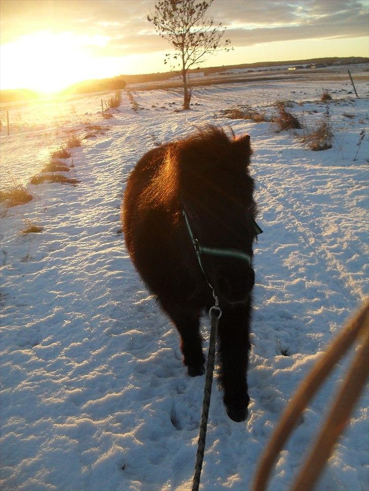 Shetlænder tøzen ( solgt) :I - NYT , tøsen på tur 2 jan. <33 2011 billede 11