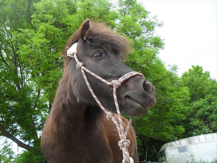 Shetlænder tøzen ( solgt) :I -  hotte tøz billede 12