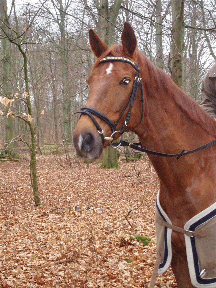 Dansk Varmblod Rowina - skøn efterårs dag billede 15