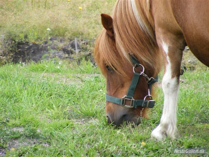 Shetlænder Bølle. billede 4