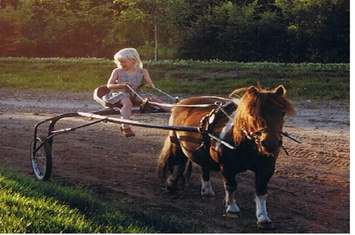 Shetlænder Bølle. - moi og bølle i år 1999 billede 6