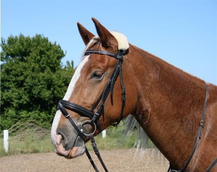 Frederiksborg | Elstedgaards Emilie - Lækker? :D foto; mig :) billede 1