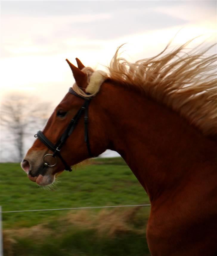 Frederiksborg | Elstedgaards Emilie - Wee :") billede 2