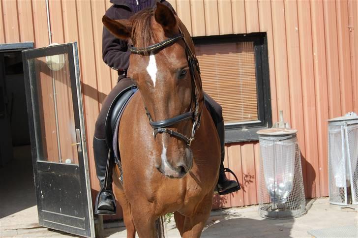 Anden særlig race Ryans May Lady billede 19