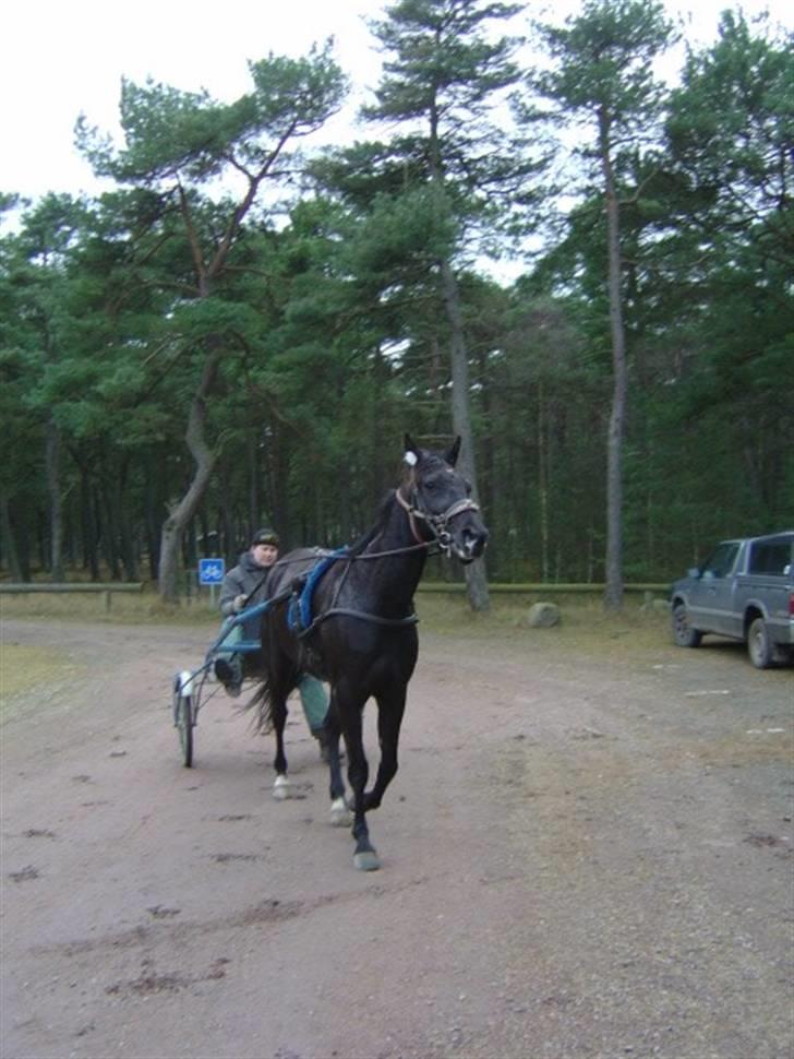Traver Hero Line - hero på dueodde strand feb 08 billede 12