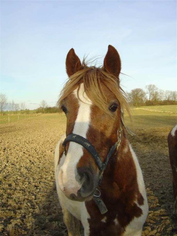 Pinto Kazella Nyberg - kazella feb 08. snart 2 år billede 10