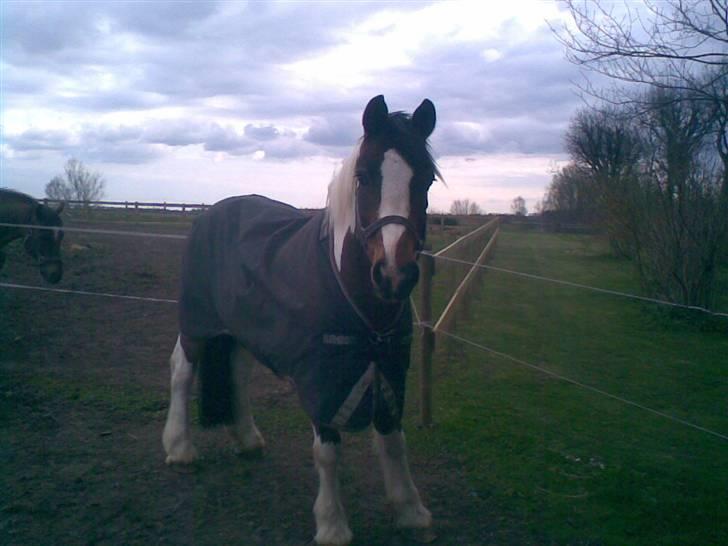 Hollandsk Sportspony Binky (SOLGT TIL FINLAND) - Nurrh smuksakken på fold <´33 billede 4