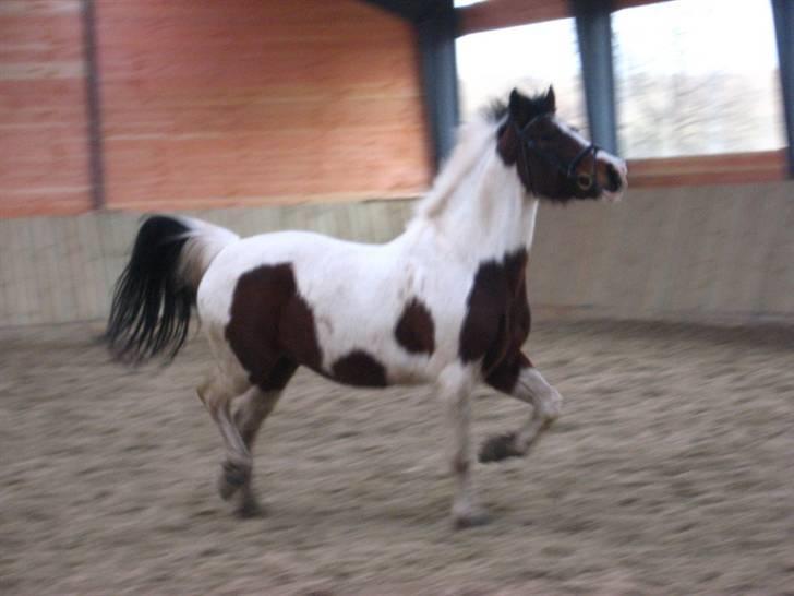 Pinto Kiara *Gammel part* - Nej hvor er hun fin:) billede 15