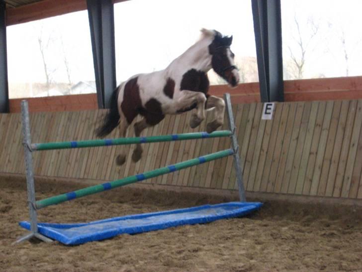 Pinto Kiara *Gammel part* - 125 hvor springer hun fin (desværre lidt kornet) billede 16