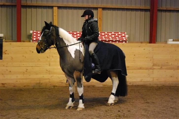 Hollandsk Sportspony Binky (SOLGT TIL FINLAND) - Vi skridter af ... billede 6