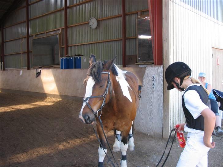 Hollandsk Sportspony Binky (SOLGT TIL FINLAND) - nej binky du skal ikk stå og sove du skal snart ind på banen til 70 cm..  billede 7