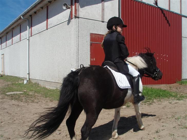 Pinto Lukas - Er på vej hen til banen Foto: Mor eller Far billede 13