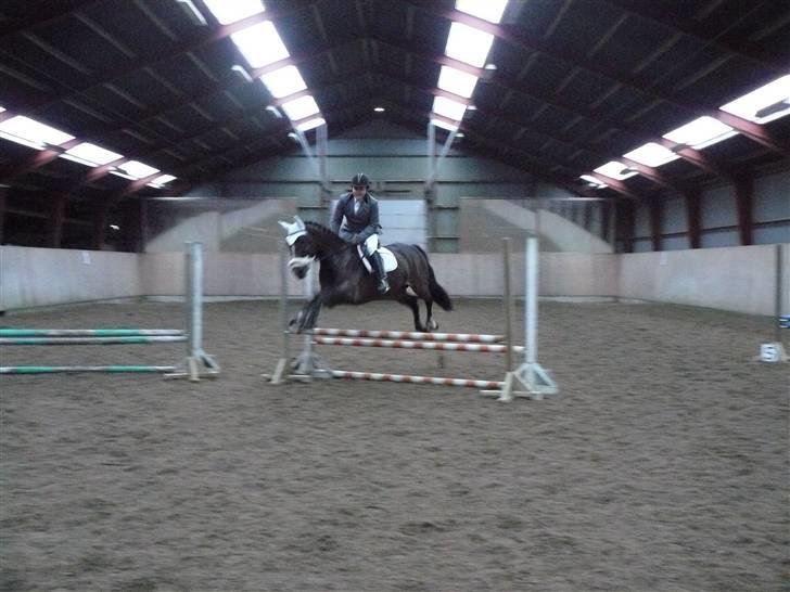 Dansk Varmblod West Side Wonder Choice *R.I.P.* billede 6