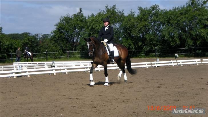 Dansk Varmblod West Side Wonder Choice *R.I.P.* billede 7