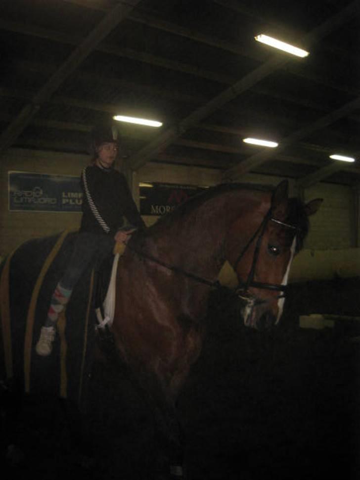 Fransk Halvblod Edimbourg D'aillon - Lillesøster skridter af (: billede 11