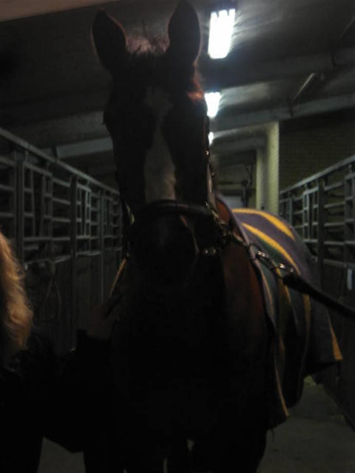 Fransk Halvblod Edimbourg D'aillon - Nørden på staldgangen xD  billede 13