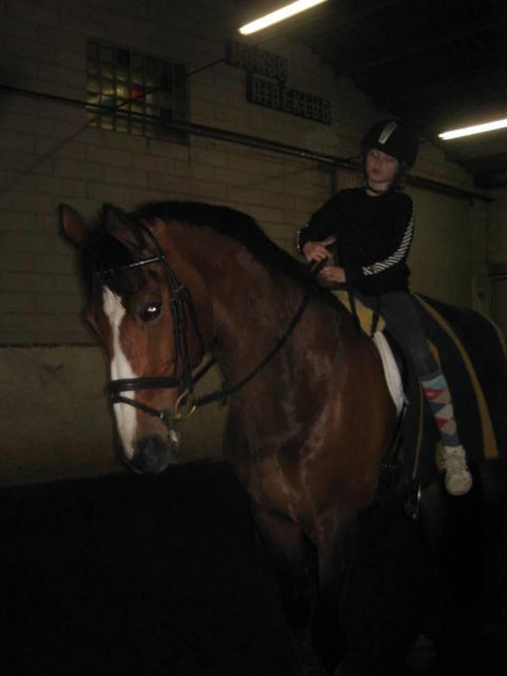 Fransk Halvblod Edimbourg D'aillon - Så fin han er <33 billede 14