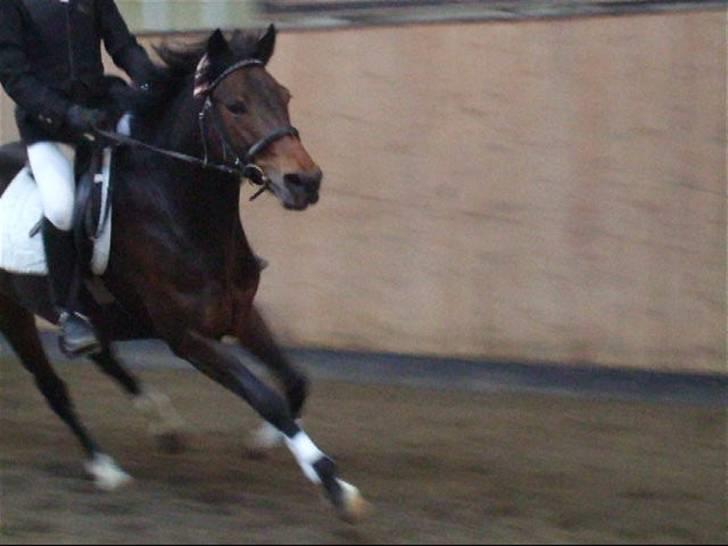 New Forest Fleur(L - Fleur i fuld fart (: Taget af: Suz q: billede 3