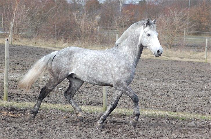 Irsk Sportspony Twister R.I.P - verdens bedste pony! <3 billede 3