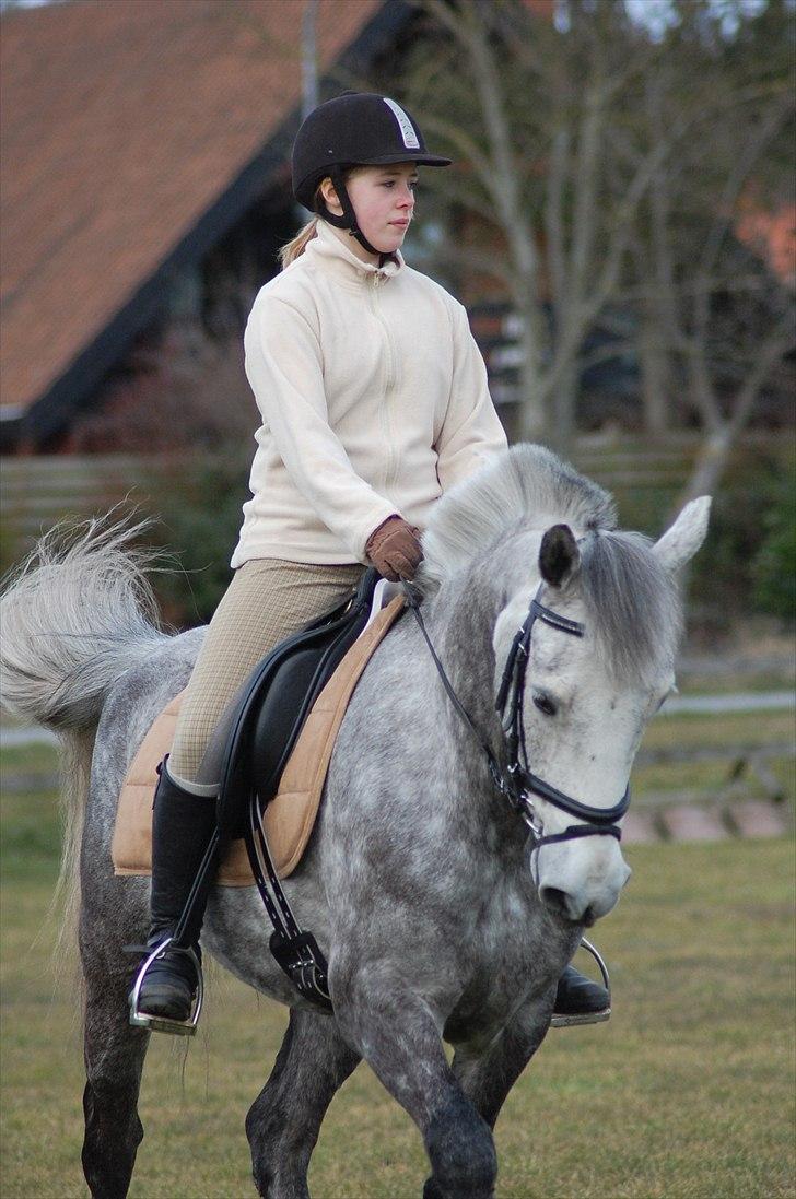 Irsk Sportspony Twister R.I.P - Smukke pony <3 billede 10