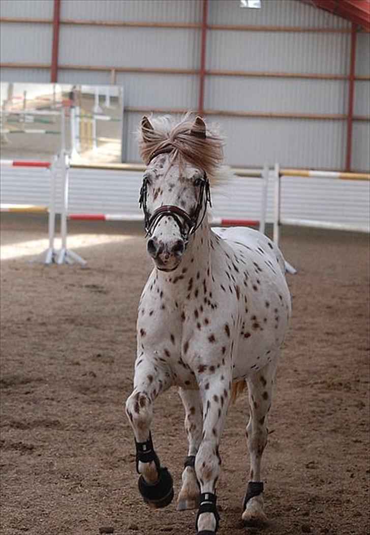 Knabstrupper Plet - spring undervisning...(Fotograf: Sanne) billede 11