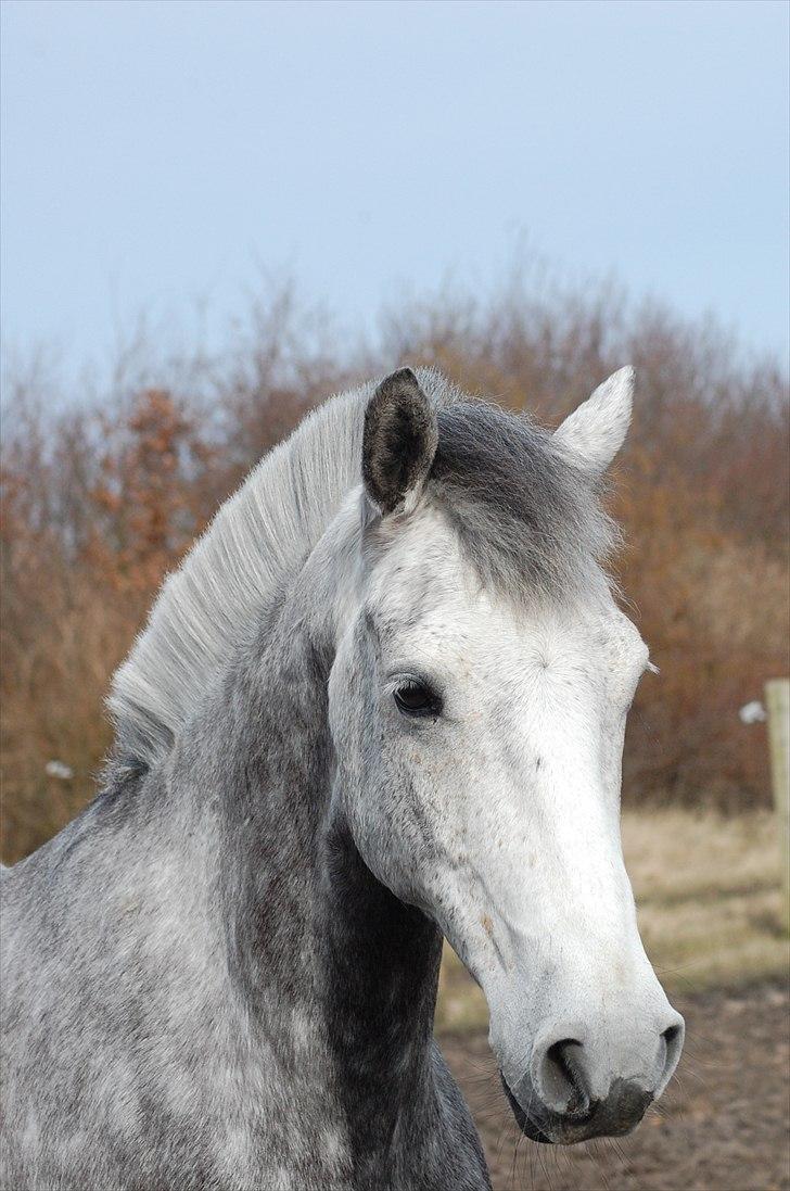 Irsk Sportspony Twister R.I.P - Fantastisk Twist <3 Foto: Line Hald billede 12