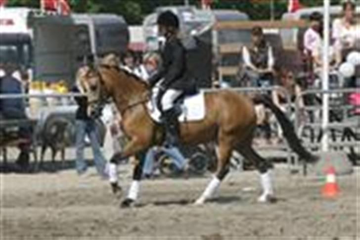 Welsh Partbred (Sec F) Lyngvejens Isabel ;-) - Roskilde dyrskue 04 billede 6