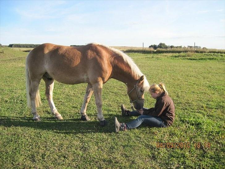 Haflinger Herkules*solgt&savnet* "2x KLUBMESTER 2010!" - velkommen til Herkules´s profil :) billede 1