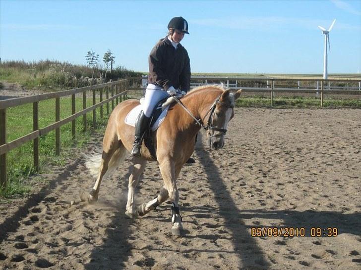 Haflinger Herkules*solgt&savnet* "2x KLUBMESTER 2010!" - lb2 opvarmning. 1 plads. billede 2