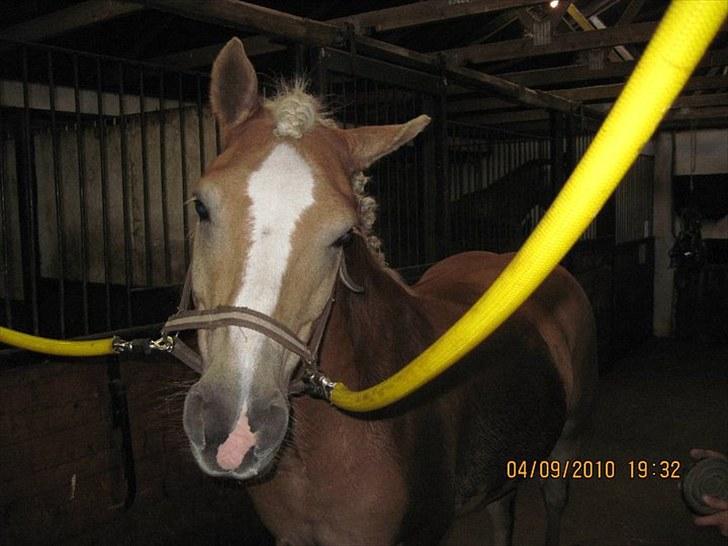 Haflinger Herkules*solgt&savnet* "2x KLUBMESTER 2010!" - nutted! billede 4