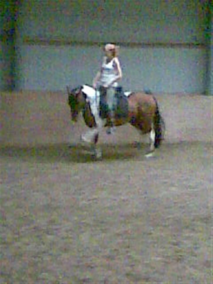 Anden særlig race Spirit - solgt billede 1