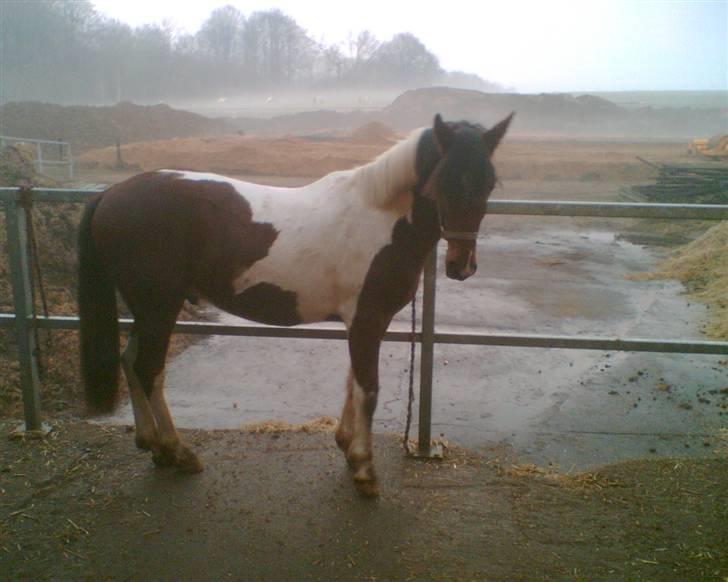 Anden særlig race Spirit - solgt billede 2