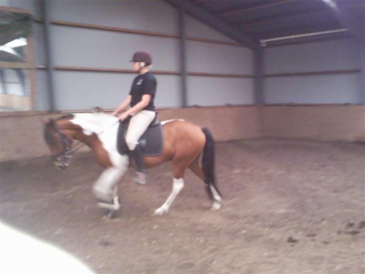 Anden særlig race Spirit - solgt billede 3