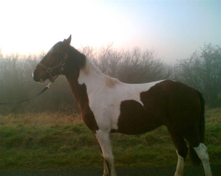 Anden særlig race Spirit - solgt billede 4