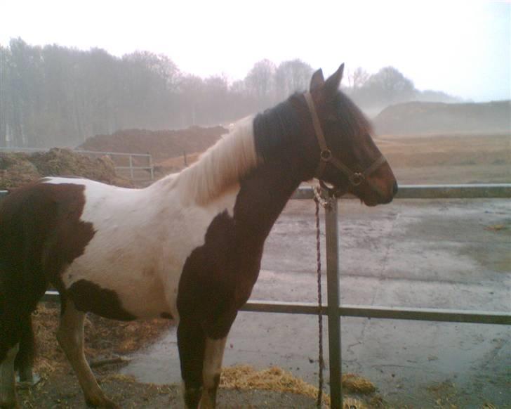 Anden særlig race Spirit - solgt billede 5