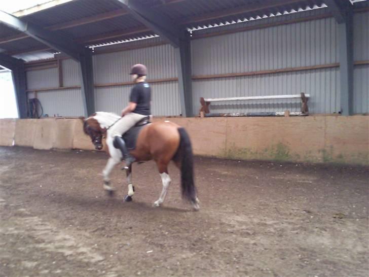 Anden særlig race Spirit - solgt billede 6