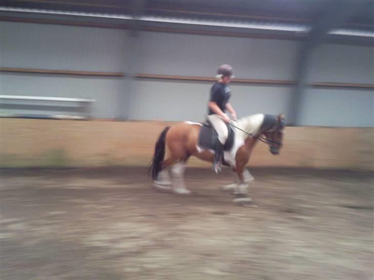 Anden særlig race Spirit - solgt billede 7