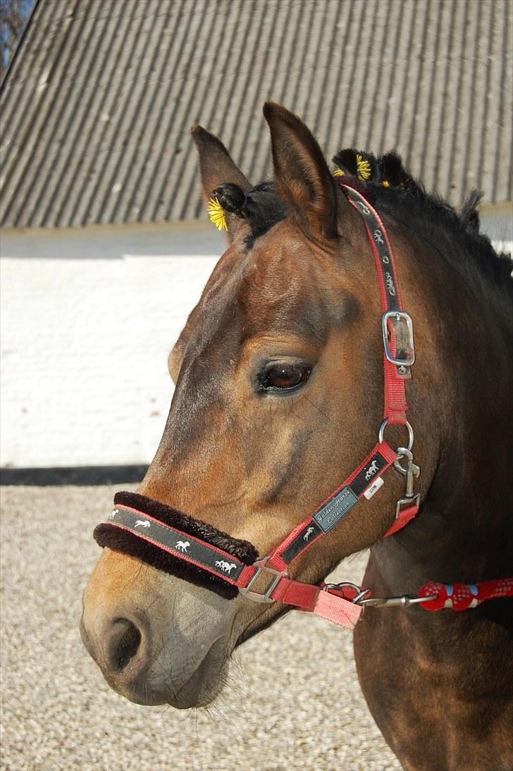 Anden særlig race pyxis - Smukke pony<3 billede 19