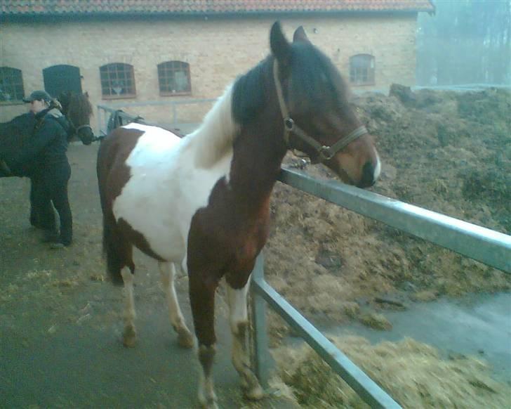 Anden særlig race Spirit - solgt billede 8