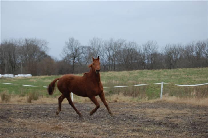 Dansk Varmblod Lazall Harkjær (pinki) billede 18
