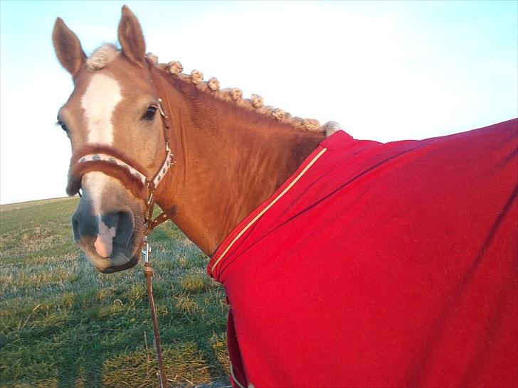 Haflinger Herkules*solgt&savnet* "2x KLUBMESTER 2010!" - smukkeste. billede 6