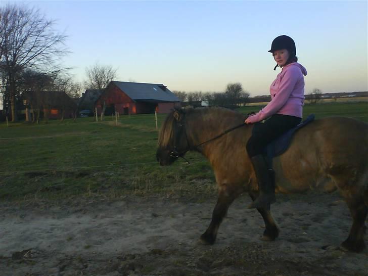 Anden særlig race Mulle ¤halvsøsters¤ - her rider jeg på mulle:P billede 2