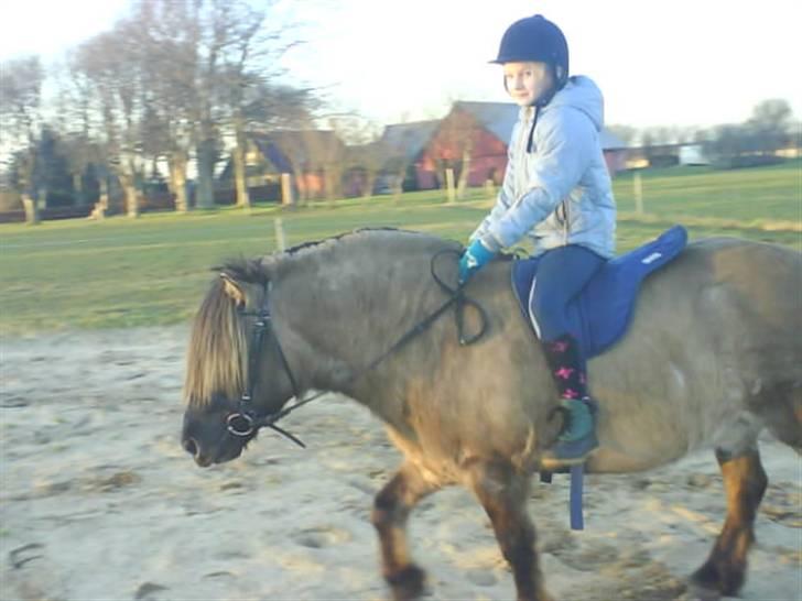 Anden særlig race Mulle ¤halvsøsters¤ - Halvsøster Jeanne rider mulle imens jeg underviser :) billede 4