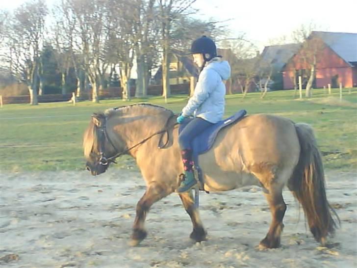 Anden særlig race Mulle ¤halvsøsters¤ - Jeanen rider mulle igen under undervisning billede 5